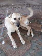 RUBEN, Hund, Mischlingshund in Rumänien - Bild 3