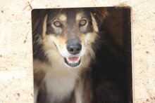 HAGRID, Hund, Mischlingshund in Rumänien - Bild 1