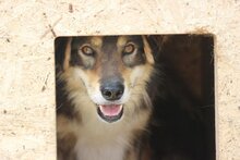 HAGRID, Hund, Mischlingshund in Rumänien - Bild 2