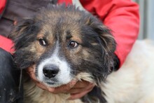 COOPER, Hund, Collie-Sheltie-Mix in Rumänien - Bild 3