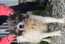 COOPER, Hund, Collie-Sheltie-Mix in Rumänien - Bild 4