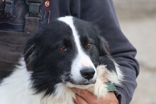 CHASKA, Hund, Collie-Mix in Rumänien - Bild 1