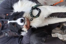 CHASKA, Hund, Collie-Mix in Rumänien - Bild 5