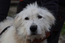 CADEO, Hund, Briard-Mix in Rumänien - Bild 1