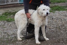 CADEO, Hund, Briard-Mix in Rumänien - Bild 2