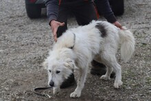 CADEO, Hund, Briard-Mix in Rumänien - Bild 4