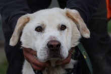 CUCCO, Hund, Labrador-Mix in Rumänien - Bild 2