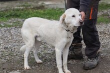CUCCO, Hund, Labrador-Mix in Rumänien - Bild 3