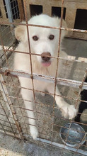FLORI, Hund, Mischlingshund in Rumänien - Bild 1