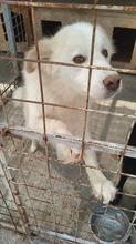 FLORI, Hund, Mischlingshund in Rumänien - Bild 2