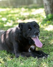 ARNOLD, Hund, Mischlingshund in Kroatien - Bild 2