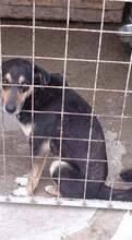 XANDROO, Hund, Mischlingshund in Rumänien - Bild 1