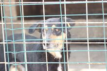 XANDROO, Hund, Mischlingshund in Rumänien - Bild 2