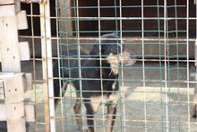 XANDROO, Hund, Mischlingshund in Rumänien - Bild 3