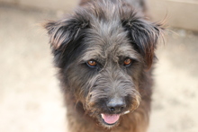 SAM, Hund, Mischlingshund in Rumänien - Bild 3