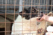 NICK, Hund, Mischlingshund in Rumänien - Bild 1