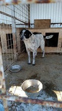 SASHA, Hund, Mischlingshund in Rumänien - Bild 2