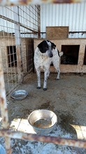 SASHA, Hund, Mischlingshund in Rumänien - Bild 3