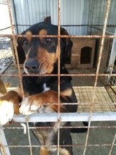 ARMIN, Hund, Mischlingshund in Rumänien - Bild 1