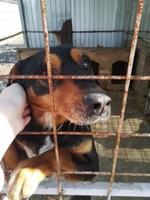 ARMIN, Hund, Mischlingshund in Rumänien - Bild 2