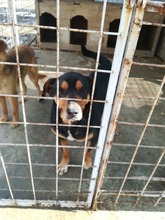 ARMIN, Hund, Mischlingshund in Rumänien - Bild 3