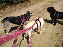 MIMMI, Hund, Mischlingshund in Dormagen - Bild 10