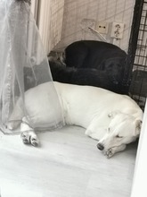 MIMMI, Hund, Mischlingshund in Dormagen - Bild 5