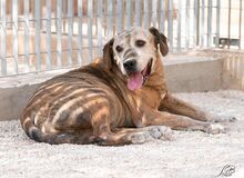 TYSON, Hund, Mischlingshund in Italien - Bild 1