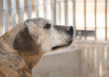 TYSON, Hund, Mischlingshund in Italien - Bild 2