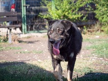 LEAR, Hund, Mischlingshund in Rumänien - Bild 10