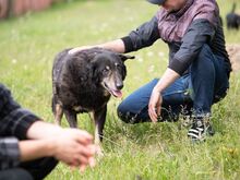 LEAR, Hund, Mischlingshund in Rumänien - Bild 14