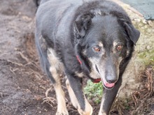 LEAR, Hund, Mischlingshund in Rumänien - Bild 15