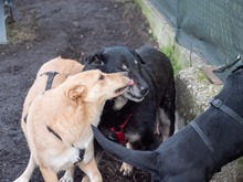 LEAR, Hund, Mischlingshund in Rumänien - Bild 16