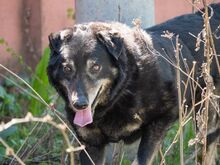 LEAR, Hund, Mischlingshund in Rumänien - Bild 18