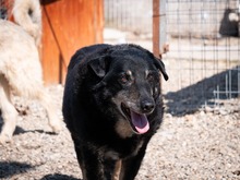 LEAR, Hund, Mischlingshund in Rumänien - Bild 2