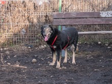 LEAR, Hund, Mischlingshund in Rumänien - Bild 21