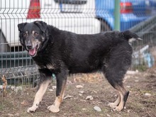 LEAR, Hund, Mischlingshund in Rumänien - Bild 23