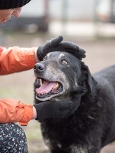 LEAR, Hund, Mischlingshund in Rumänien - Bild 25
