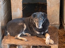 LEAR, Hund, Mischlingshund in Rumänien - Bild 29