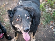 LEAR, Hund, Mischlingshund in Rumänien - Bild 3