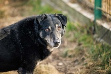 LEAR, Hund, Mischlingshund in Rumänien - Bild 31