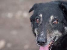 LEAR, Hund, Mischlingshund in Rumänien - Bild 32