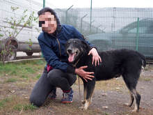 LEAR, Hund, Mischlingshund in Rumänien - Bild 37