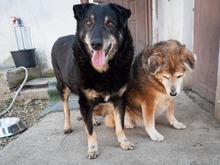 LEAR, Hund, Mischlingshund in Rumänien - Bild 4