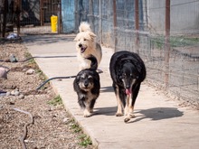 LEAR, Hund, Mischlingshund in Rumänien - Bild 7