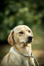 MASHA, Hund, Mischlingshund in Ungarn - Bild 1