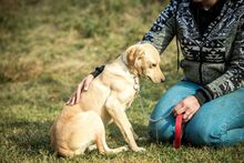 MASHA, Hund, Mischlingshund in Ungarn - Bild 10