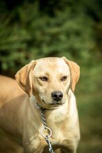 MASHA, Hund, Mischlingshund in Ungarn - Bild 6