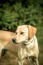 MASHA, Hund, Mischlingshund in Ungarn - Bild 7