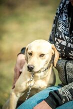 MASHA, Hund, Mischlingshund in Ungarn - Bild 9